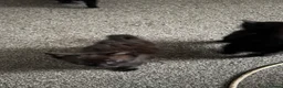 Mixed Breed cats for sale: Kittens  in Luton - Advert 11