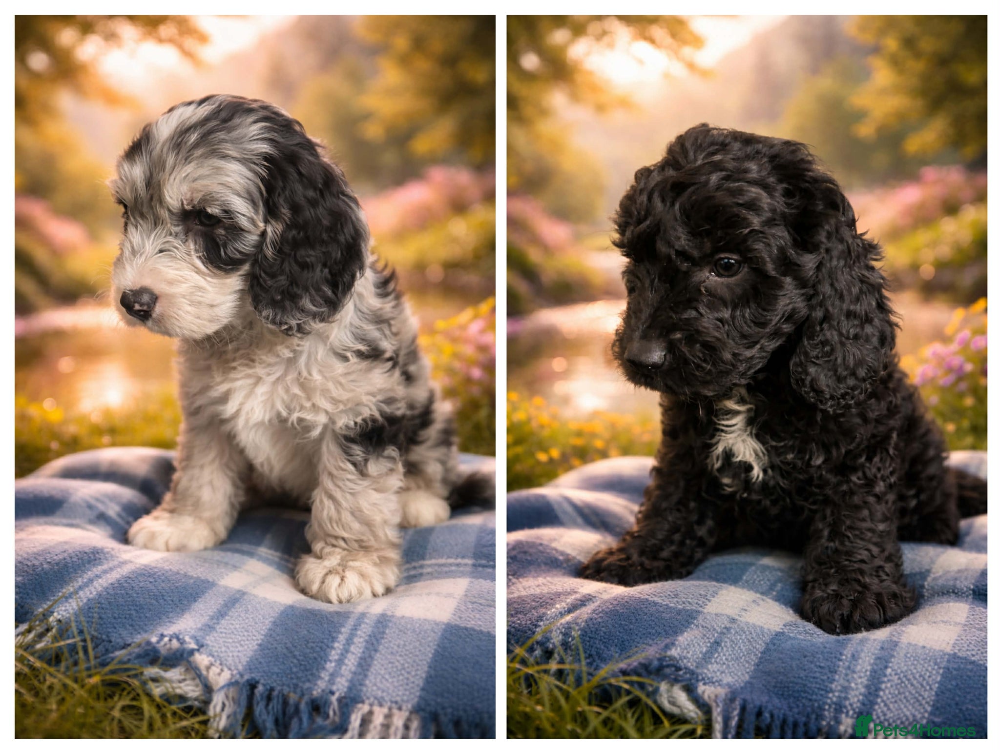 Australian Labradoodle dogs AUSTRALIAN LABRADOODLE 2 Boy 1 Girls - Advert 1