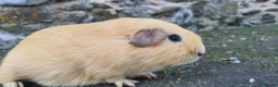 Guinea Pig rodents for sale: Male guinea pig - Advert 4