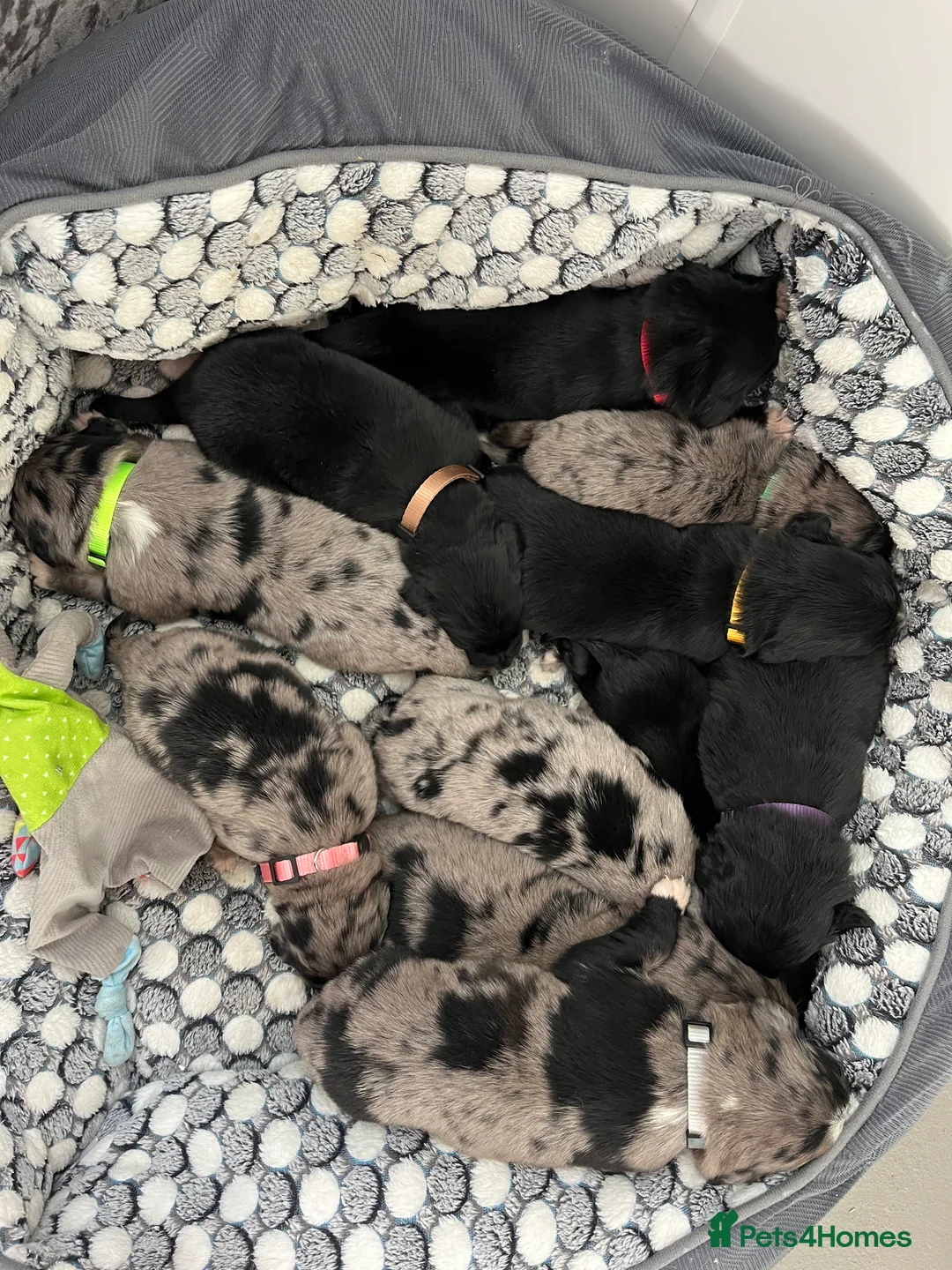 Mixed Breed dogs for sale: Australian Shepherd x Golden Retriever Merle&black - Advert 14