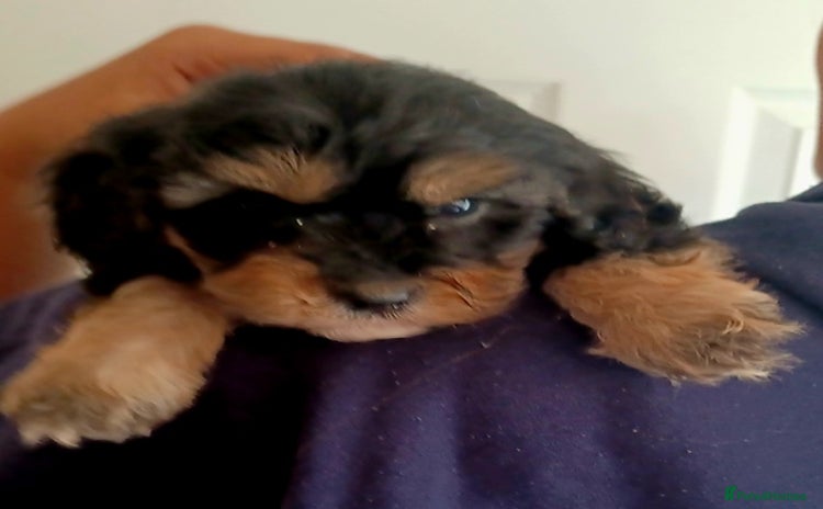 Cavapoo dogs - Advert 2