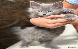 Mixed Breed cats for sale: Gorgeous Solid Grey Fluffy Boy - Image 1