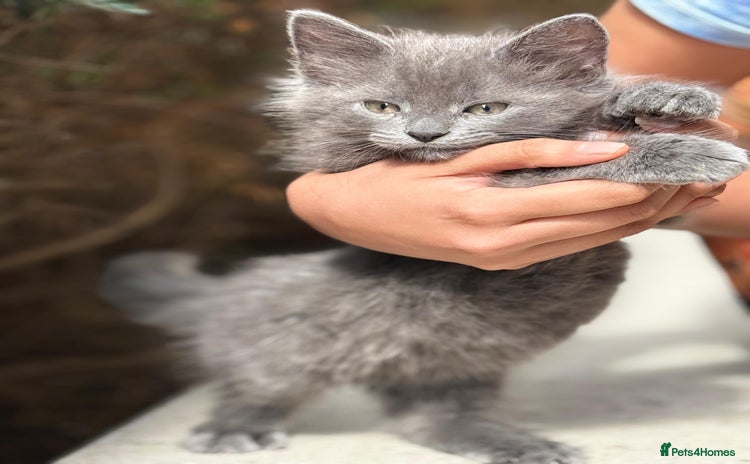 Mixed Breed cats - Advert 4