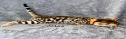 Bengal cats for sale: 🎬 Little Leopard Diaries | TICA Bengal Kittens 🌟 - Advert 12