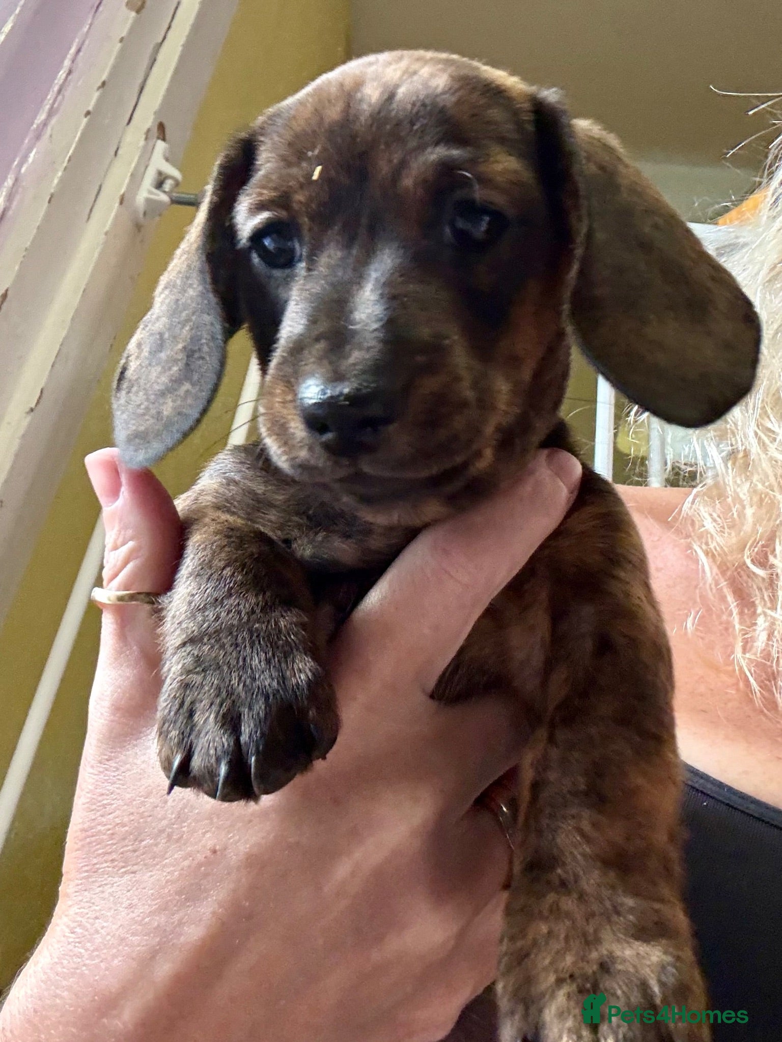 Miniature Dachshund dogs Ready now litter of brindle miniature Dachshunds - Advert 2