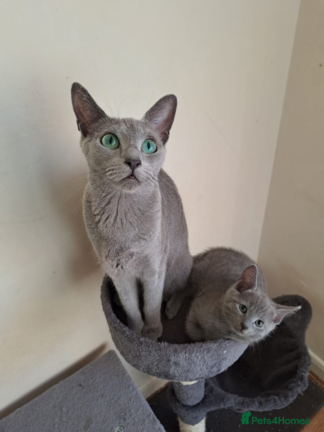 Russian Blue cats for sale: Gorgeous Russian Blue Kittens - Image 3