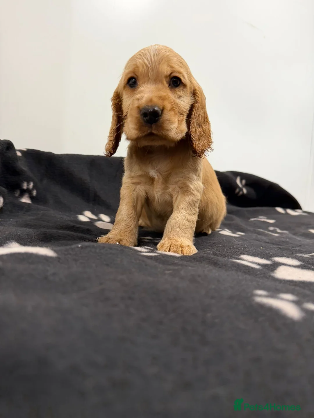 Cocker Spaniel dogs for sale: Show Type Cocker Spaniel Puppies 🐶 - Advert 7