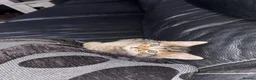 Domestic Shorthair cats for sale: Beautiful kittens for sale - Advert 7