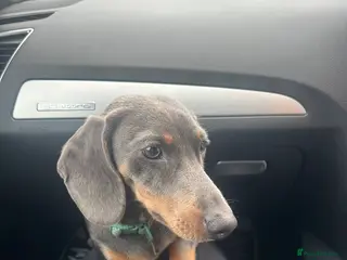 Miniature Dachshund dogs REHOME 7 month old miniature dachshund - Advert 3