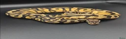 Python Snake reptiles for sale: Range of Royal Pythons - Advert 18