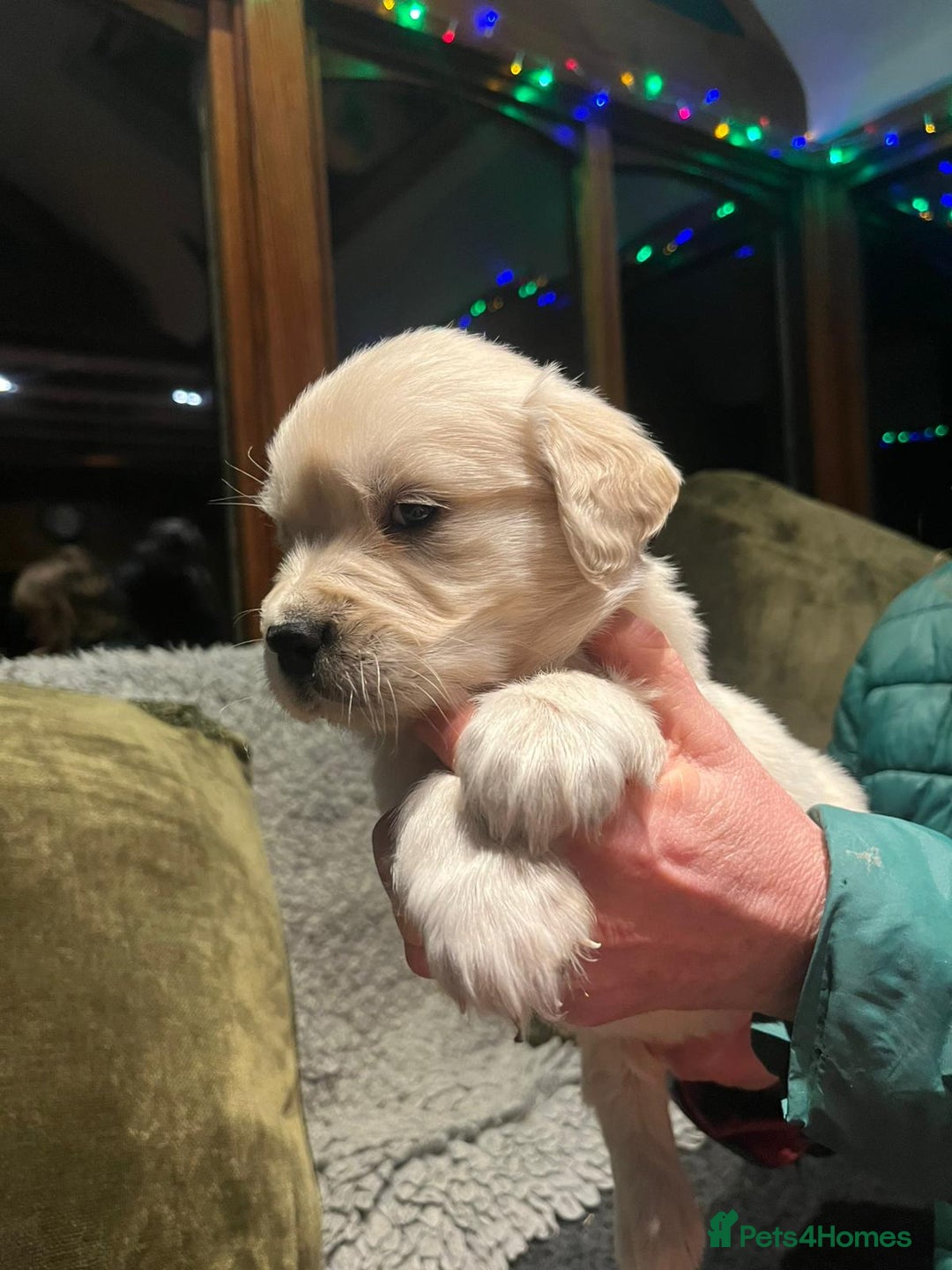 Golden Retriever dogs for sale: Beautiful Goldies - Advert 3