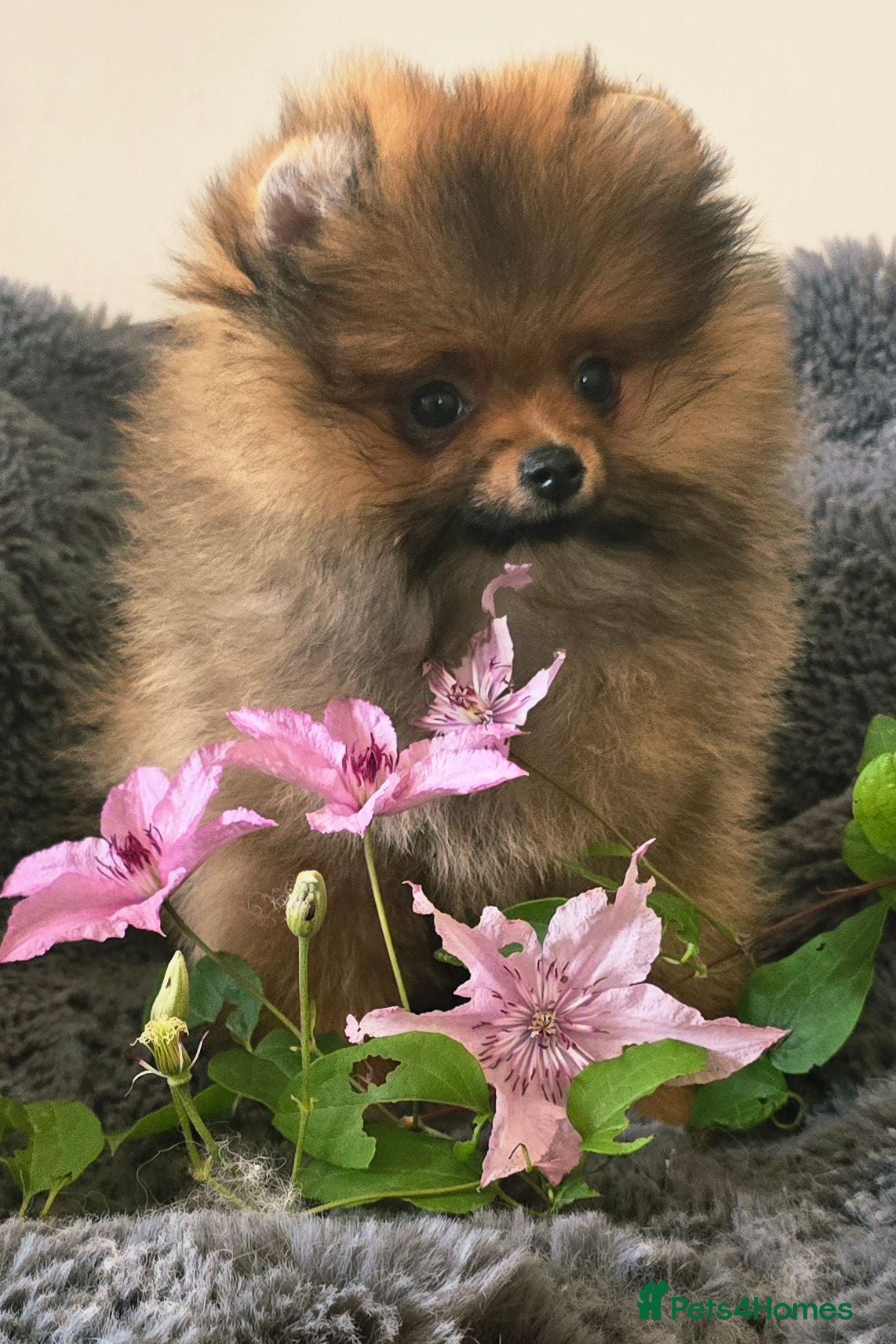 Pomeranian dogs *Beautiful dna clear pedigree boy pomeranian* - Advert 1