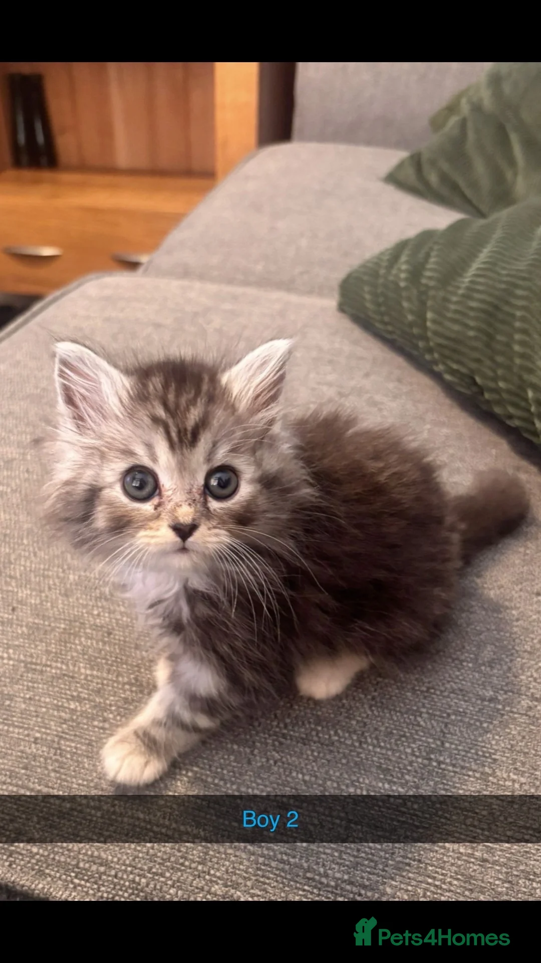 Persian cats for sale: Persian. X. Chinchilla Persian  - Advert 2