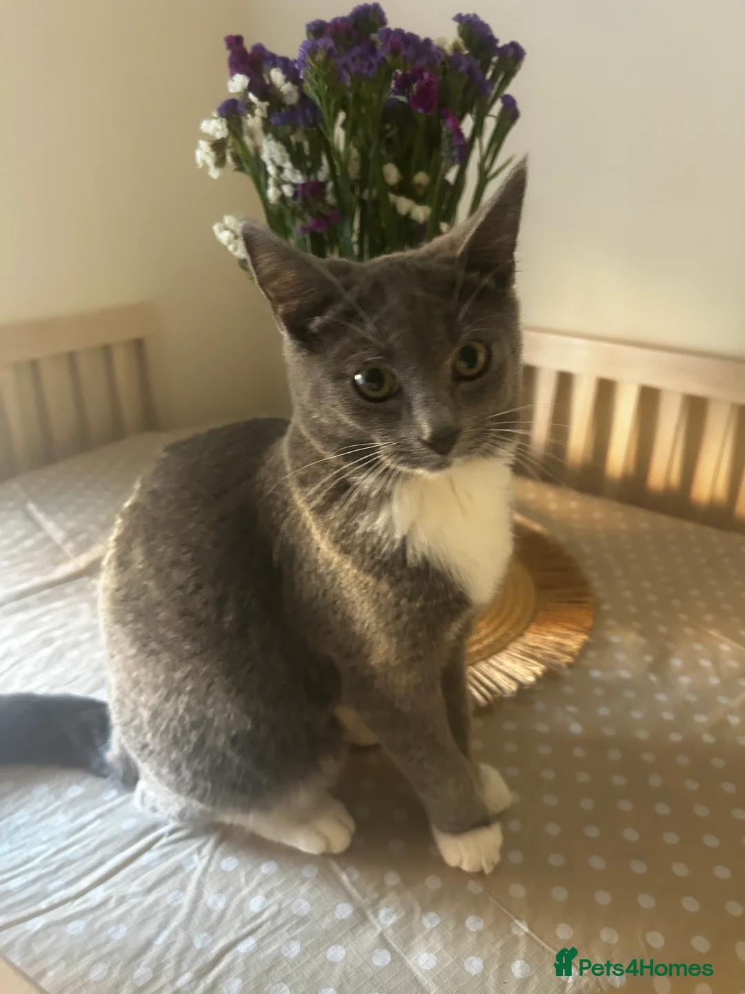 Mixed Breed cats for sale: Mother and daughter  - Advert 8