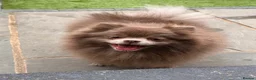 Pomeranian dogs for sale: Beautiful lilac adult girl 💜 - Advert 15