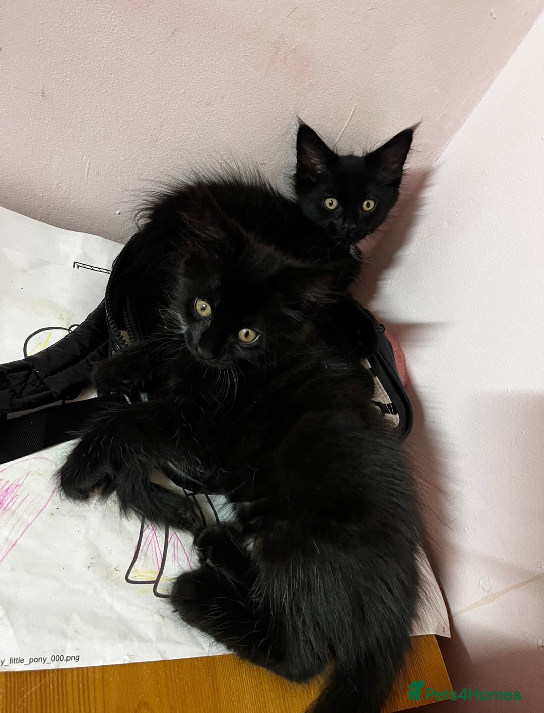 Maine Coon cats for sale: 2 sweet boys looking for new home - Image 13