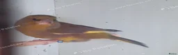 Ringnecks birds for sale: Stunning Budgies - Advert 9