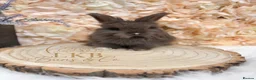 Angora rabbits for sale: 🌟 PEDIGREE ANGORA BABIES 🌟 - Advert 5