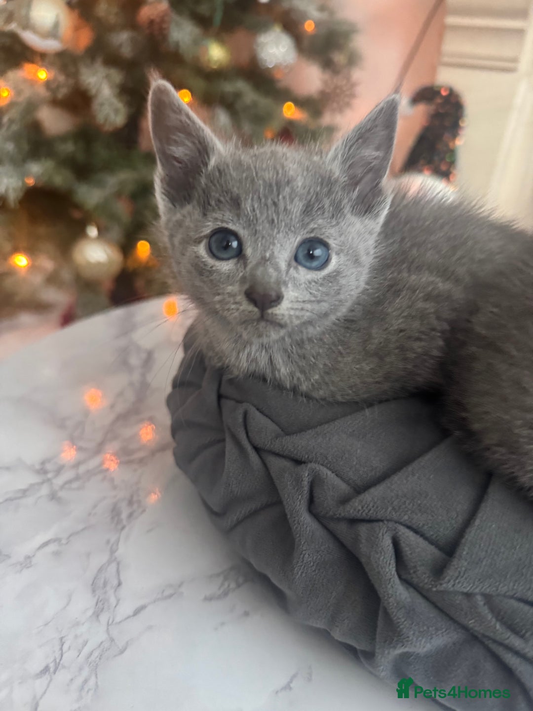 Russian Blue cats for sale: Russian Blue Kittens - Advert 3