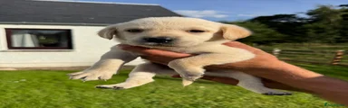 Labrador Retriever 7