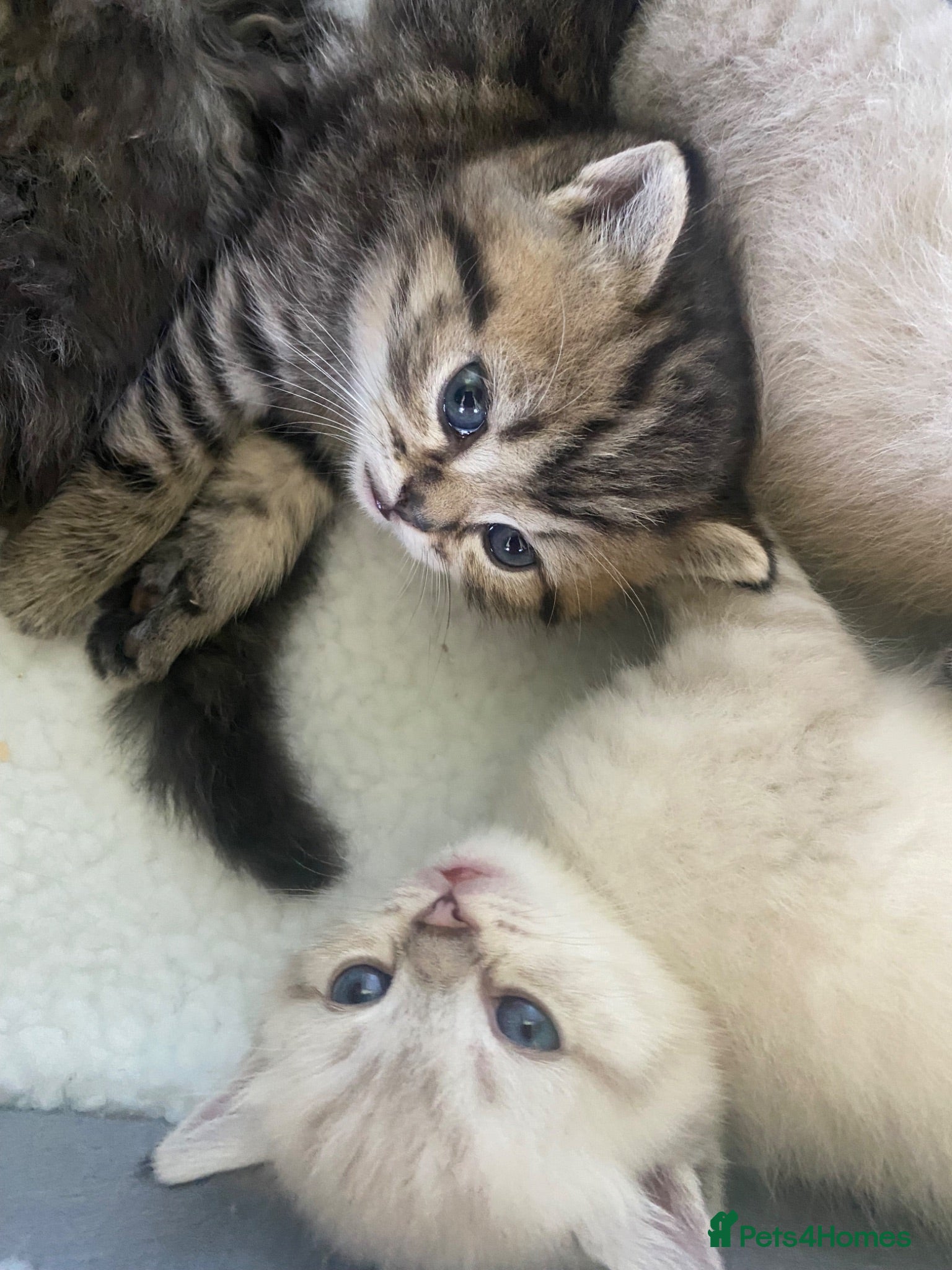 Selkirk Rex cats Selkirkrex babies - Advert 8