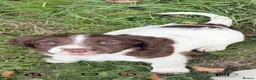 English Springer Spaniel dogs for sale: English springer spaniel puppies  - Advert 8