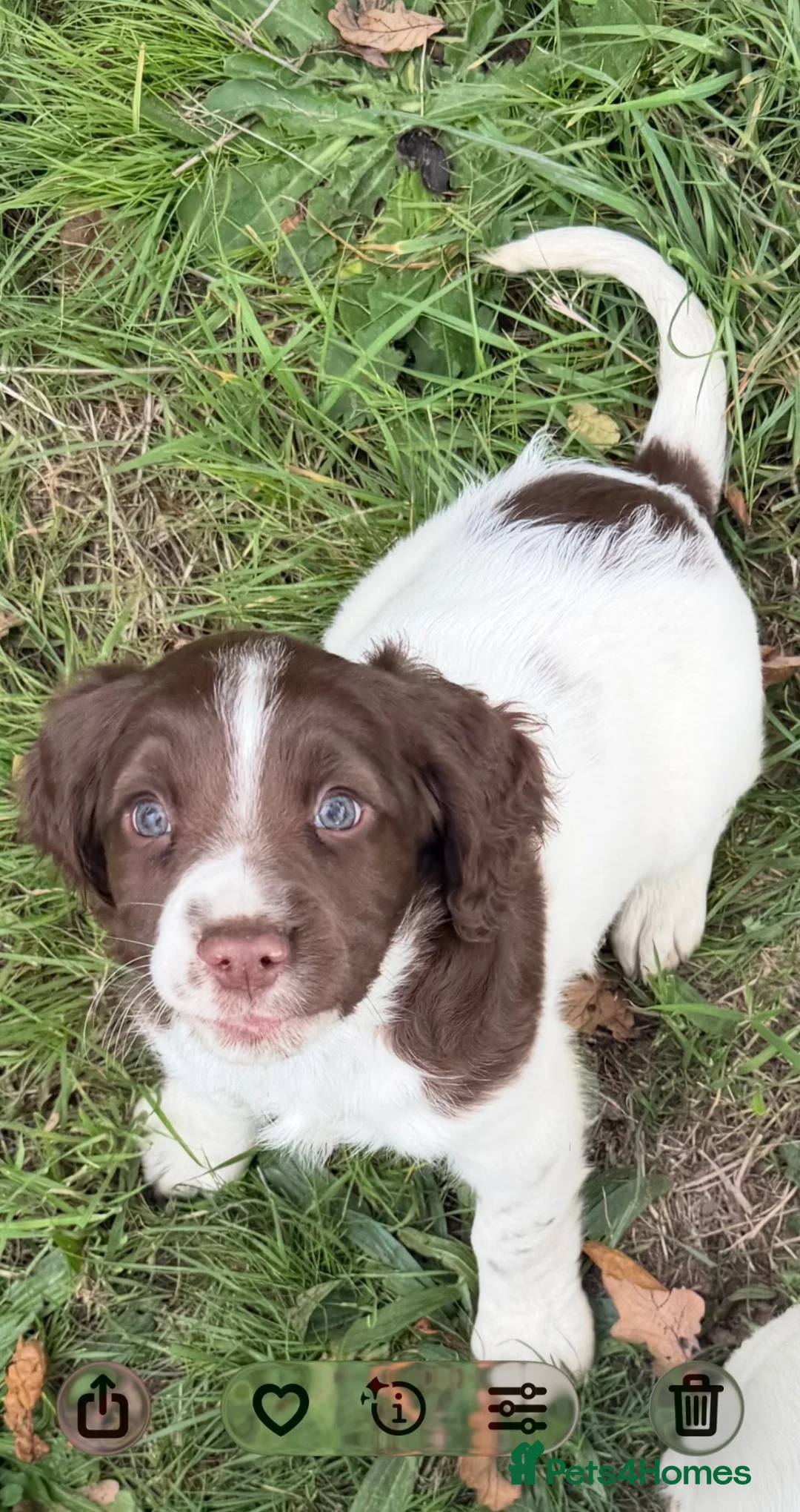 English Springer Spaniel dogs for sale: English springer spaniel puppies  - Advert 8