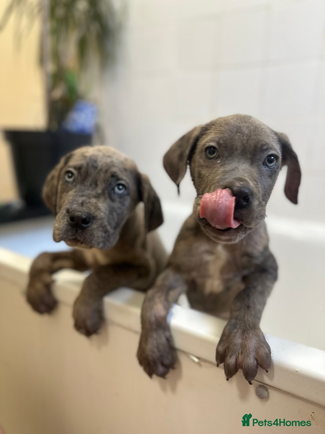 Cane Corso dogs for sale: Cane corso puppies  - Advert 10