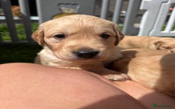 Golden Retriever dogs for sale: KC Registered Golden Retriever Puppies  - Image 9