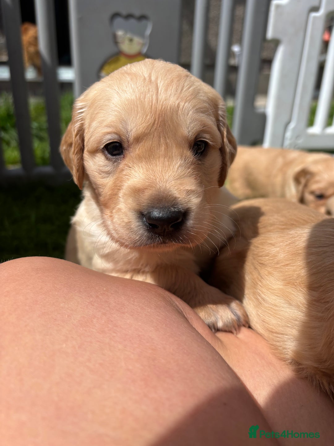 Golden Retriever dogs for sale: KC Registered Golden Retriever Puppies  - Image 9