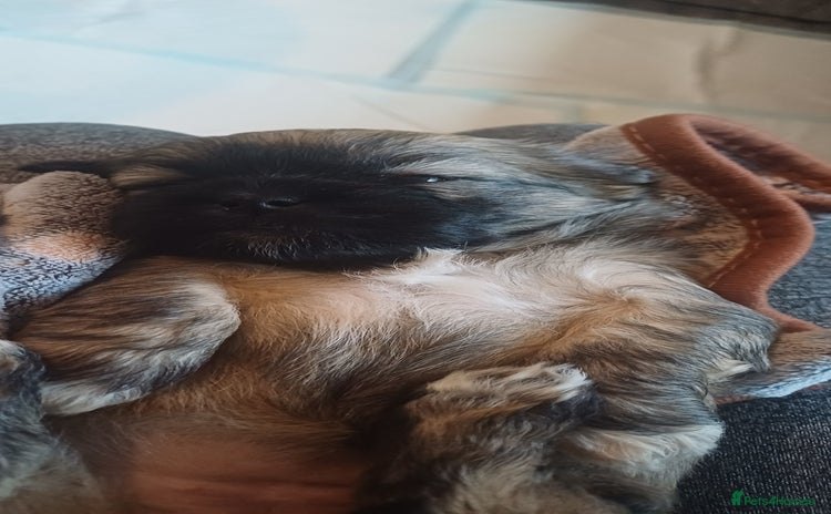 Shih Tzu dogs - Advert 4