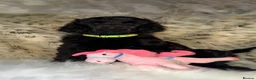 Standard Poodle dogs for sale: Starri’ PupStars   - standard poodle  - Advert 26