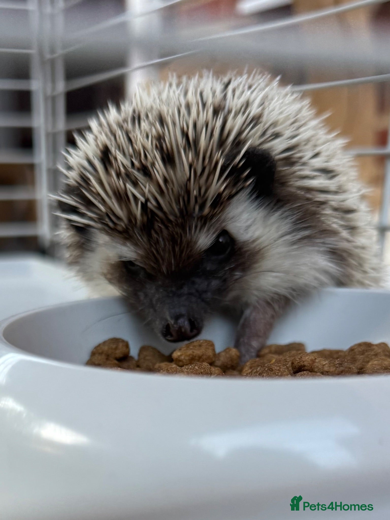 Pygmy Hedgehog rodents African Pygmy Hedgehog  - Advert 1