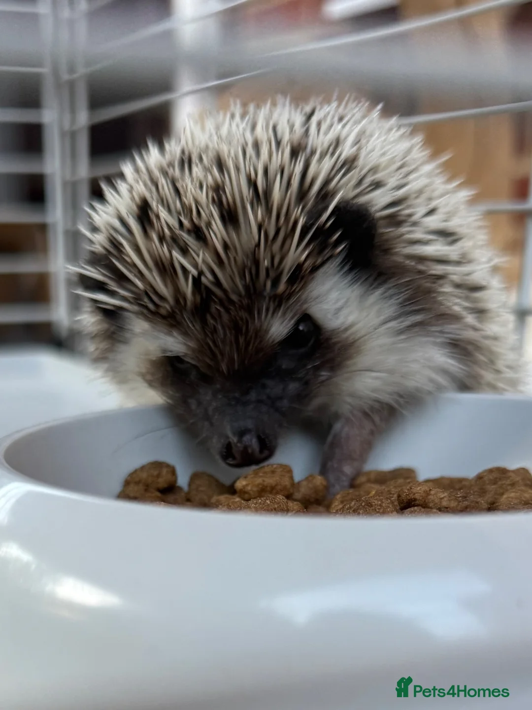 Pygmy Hedgehog rodents for sale: African Pygmy Hedgehog  - Advert 1