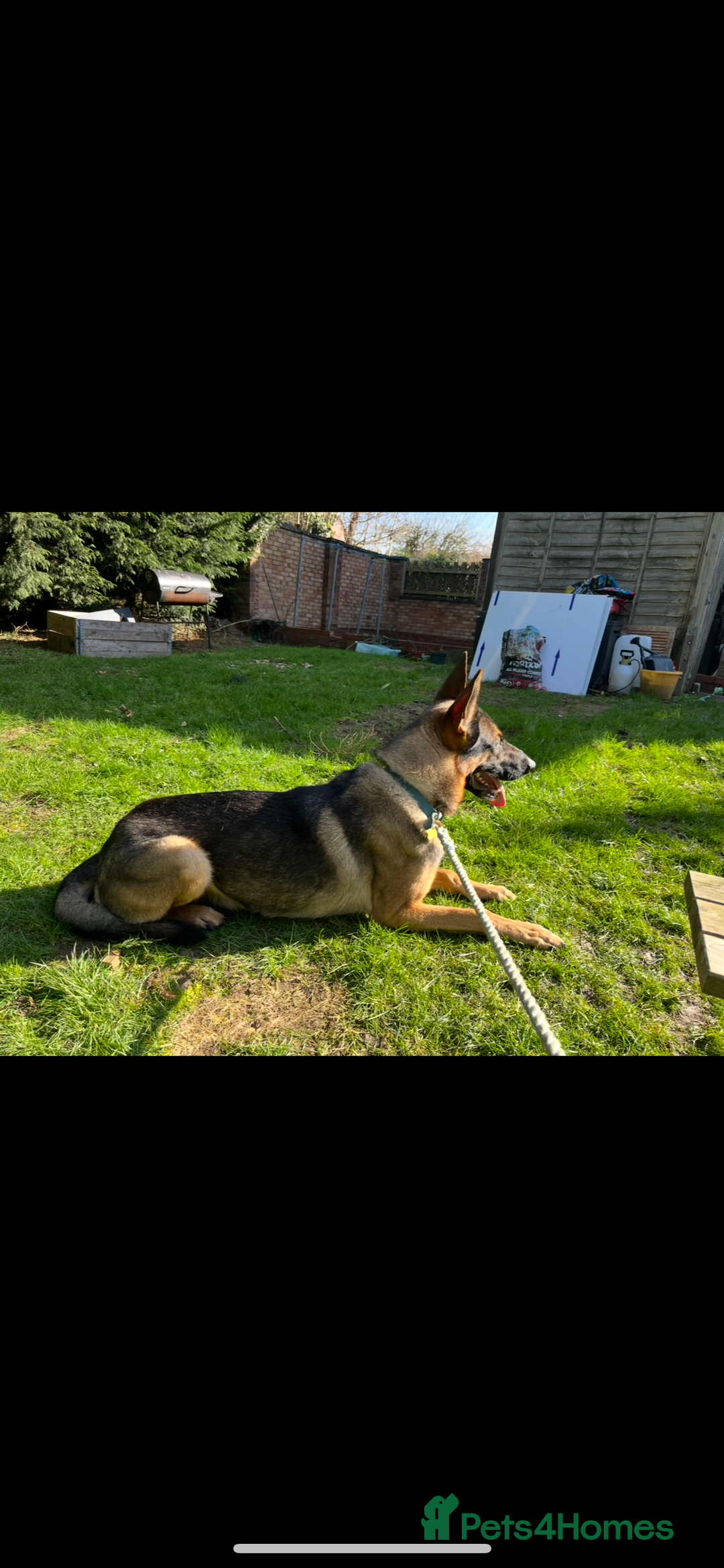 German Shepherd dogs for stud: German shepherd x Malinois for stud - Image 6