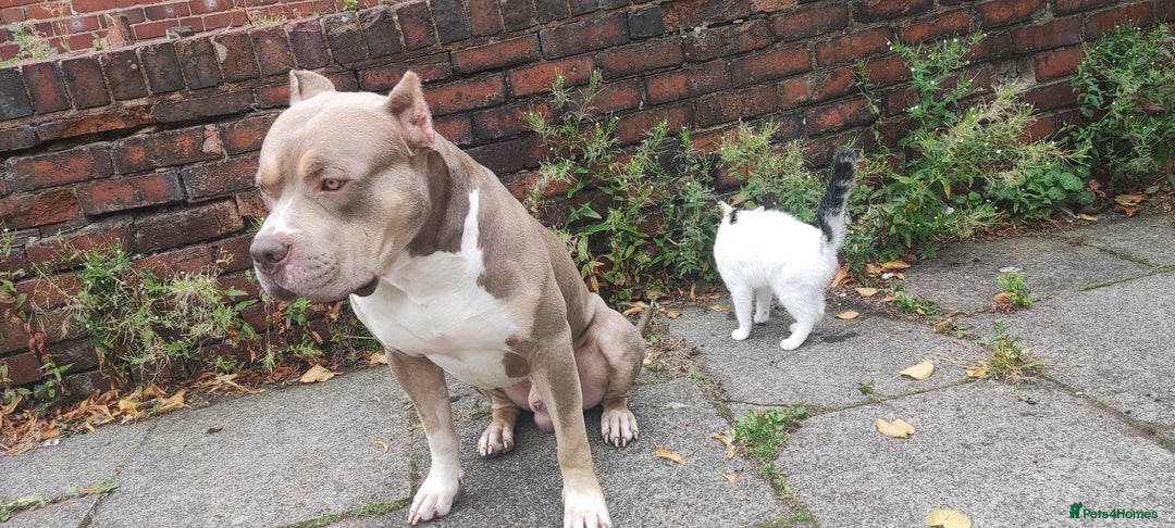 Mixed Breed dogs for sale: Caine corso/ American bully 10 weeks - Advert 35