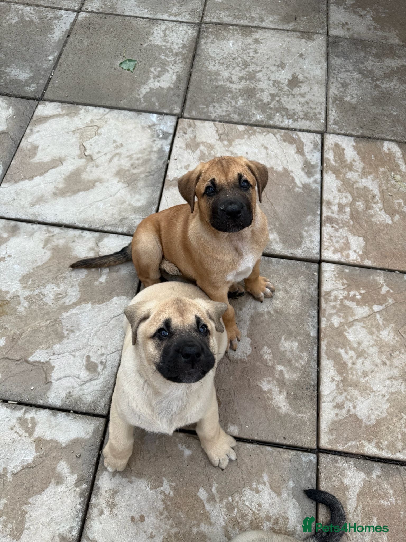 Mixed Breed dogs  Ready to go! Stunning Kangal cross  - Advert 4