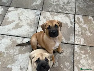 Mixed Breed dogs Ready to go! Stunning Kangal cross - Advert 4