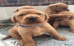 Labrador Retriever dogs for sale: Beautiful KC Fox Red Labrador Puppies - Image 14