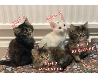 Mixed Breed cats 4 female kittens are looking for loving homes 🏡 - Advert 7