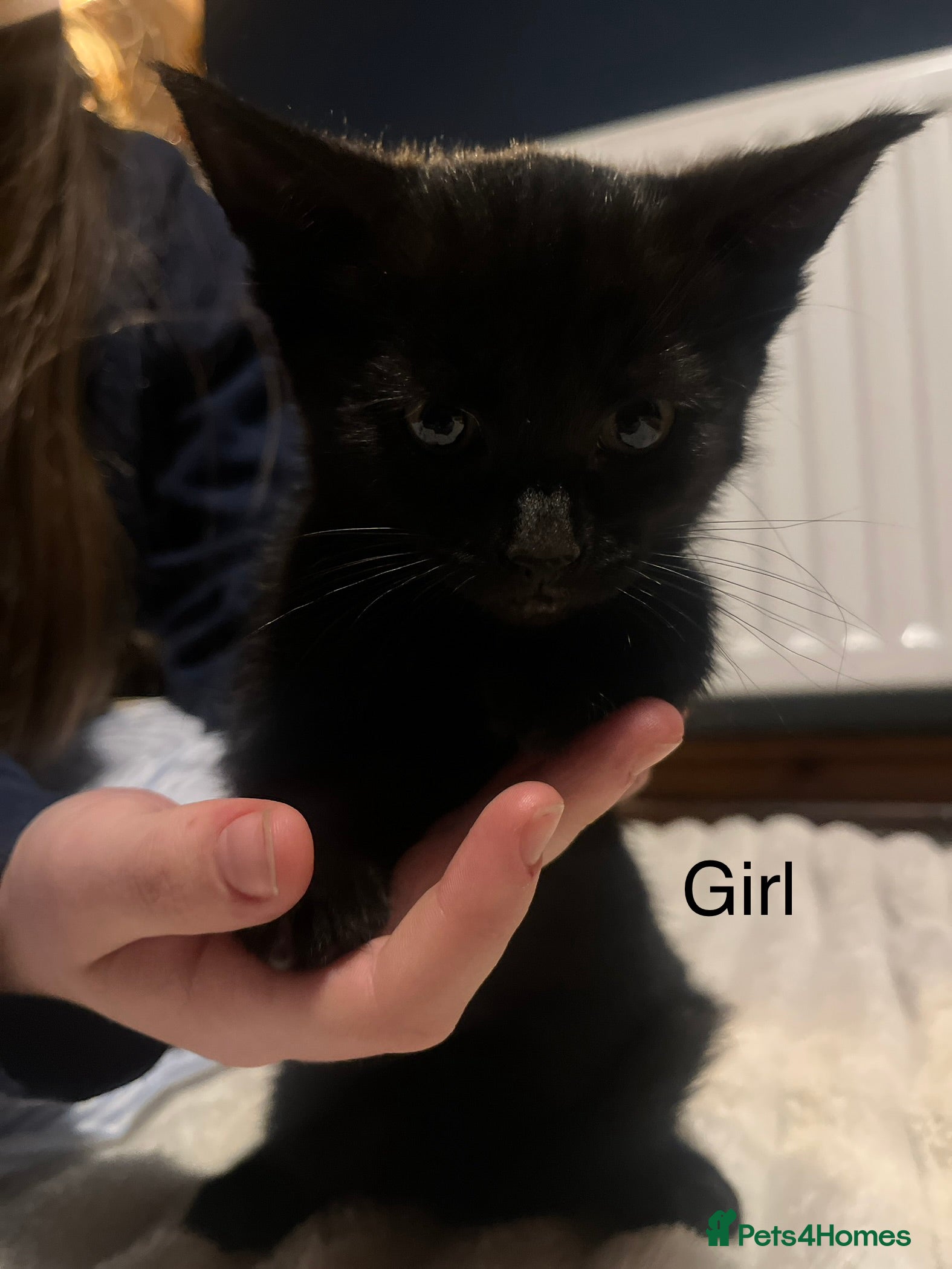 Mixed Breed cats Black kittens for sale - Advert 2