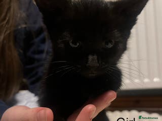 Mixed Breed cats Black kittens for sale - Advert 2