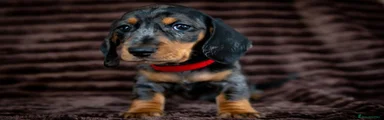 Miniature Dachshund 5