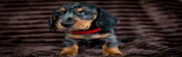 Miniature Dachshund dogs for sale: Stunning Mini Dachshunds. - Advert 18