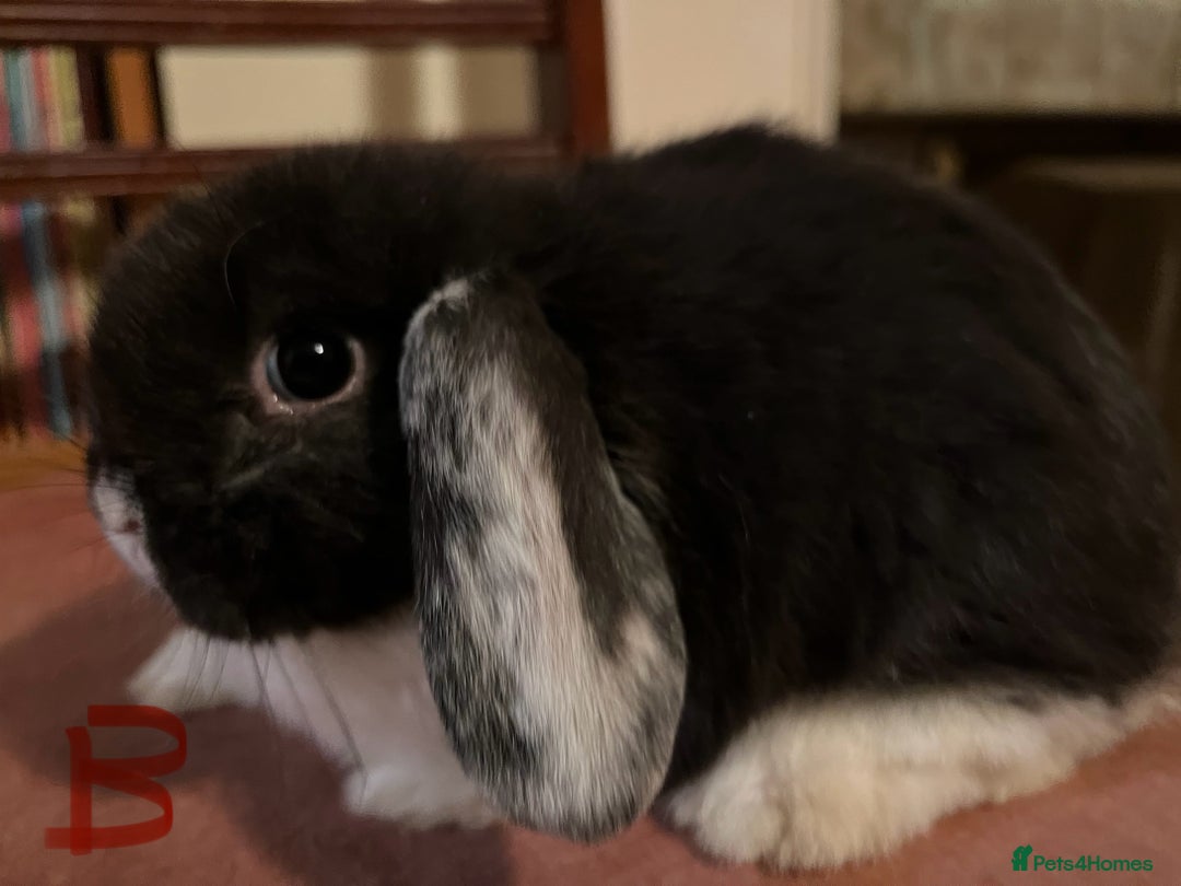 Mini Lop rabbits for sale: Fabulous Super Friendly Mini Lops - Advert 23