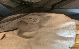 British Shorthair cats for sale: British shorthair - Image 9