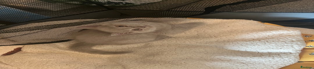 British Shorthair Kitten 2