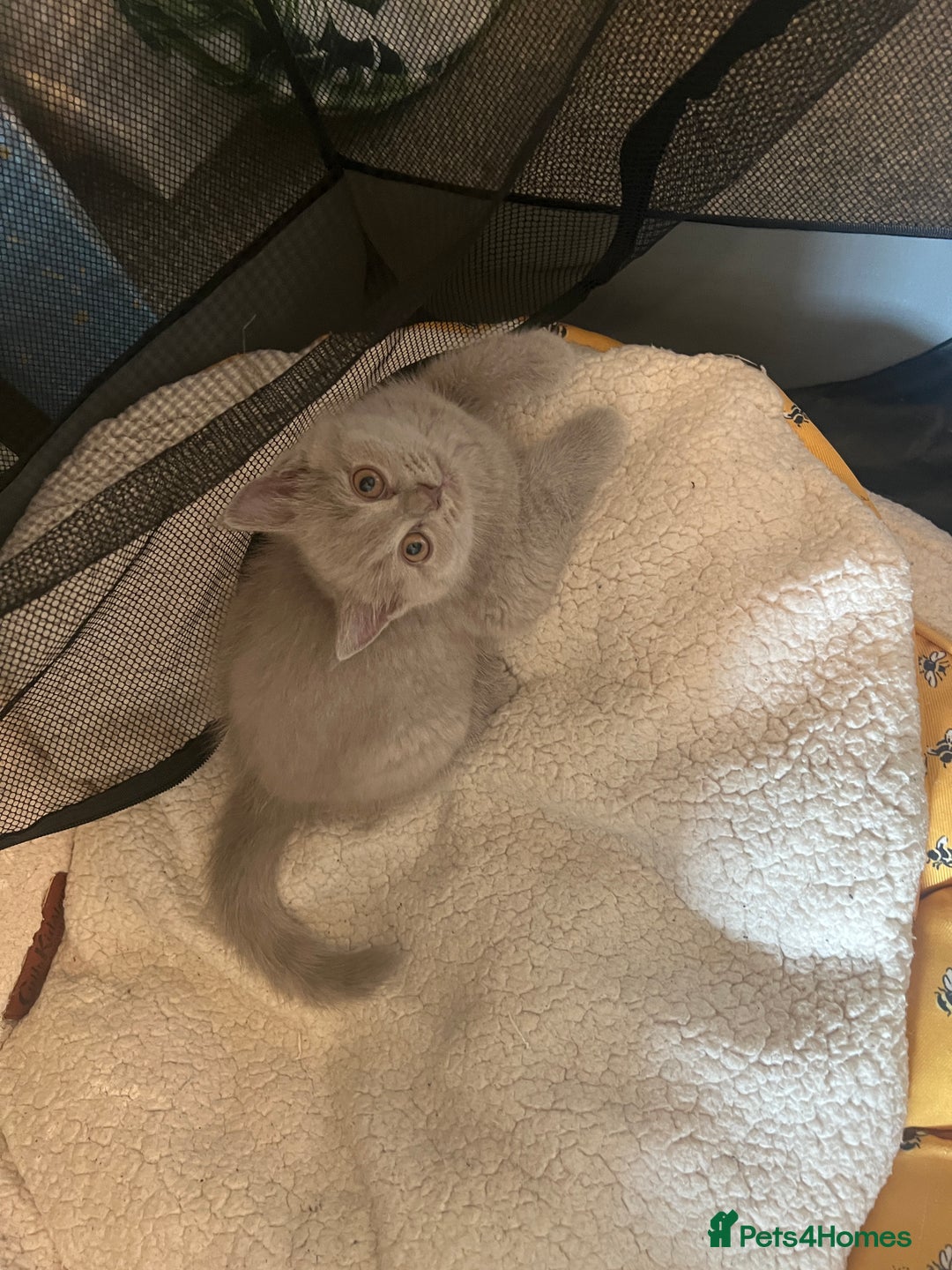 British Shorthair cats for sale: British shorthair - Image 9