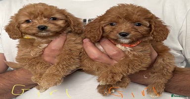 Cockapoo dogs - Advert 9