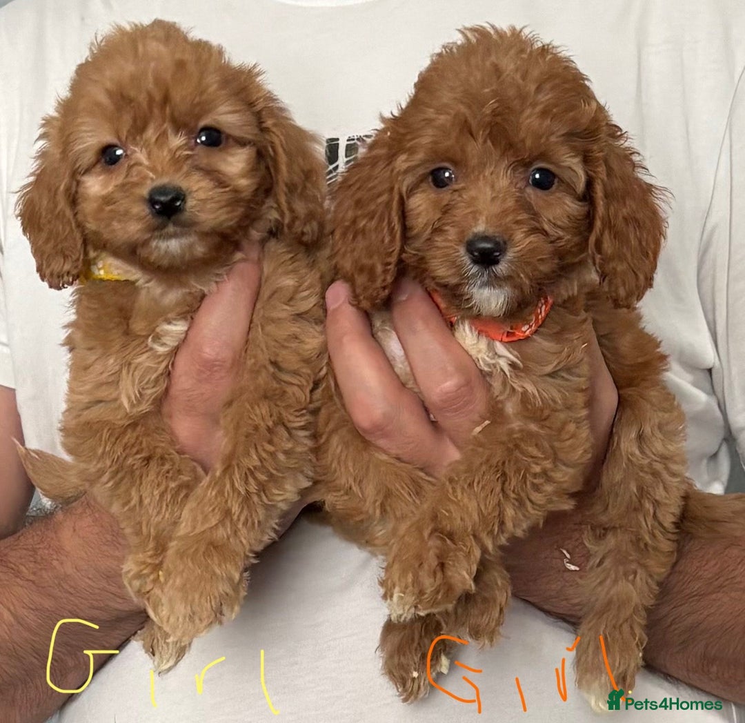Cockapoo dogs for sale: Cockapoo  - Image 4